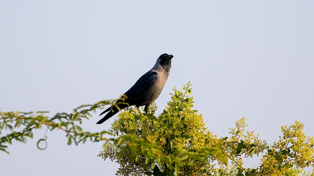House Crow